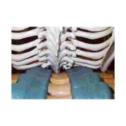 Back Stretcher -Sports Massage Product Store 219 5100 3